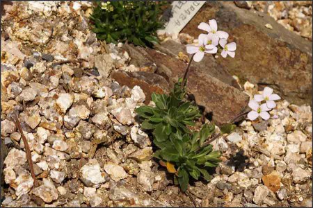 Arabis aubriotoides.